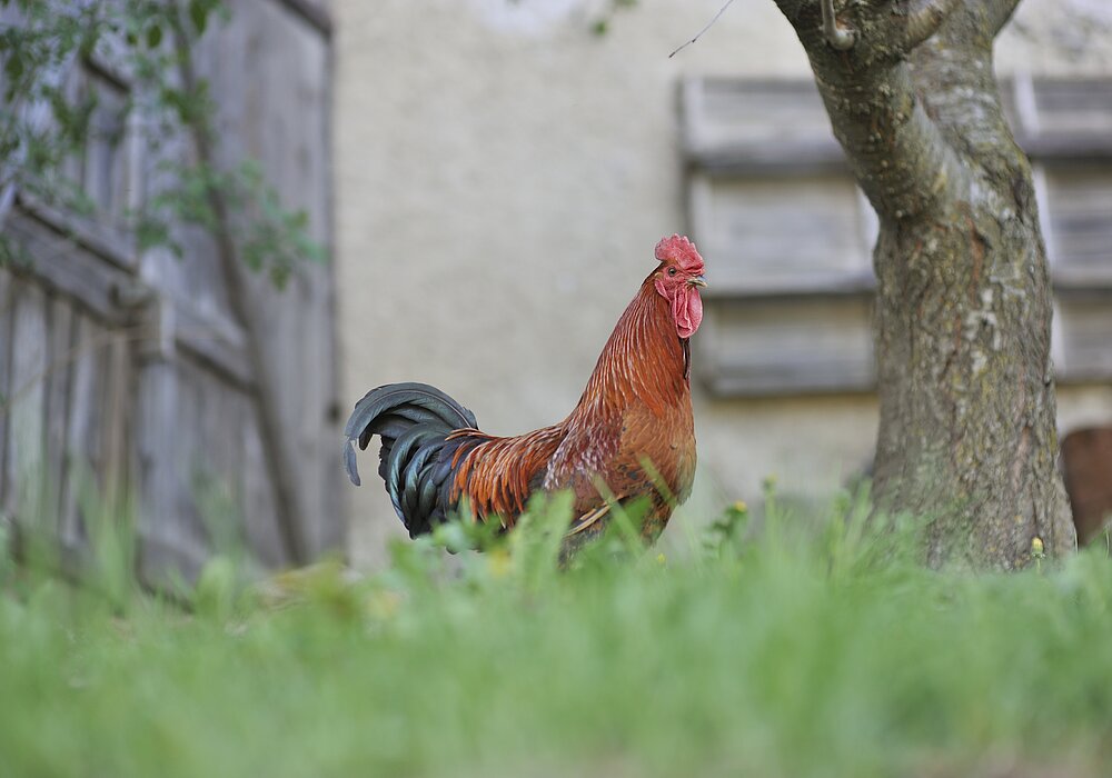 Wein-Apartments Wein-Apartments