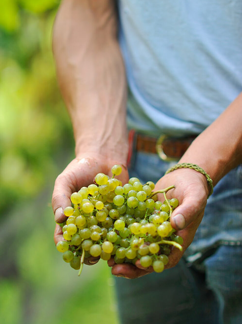 Weingut & Weine Weingut & Weine
