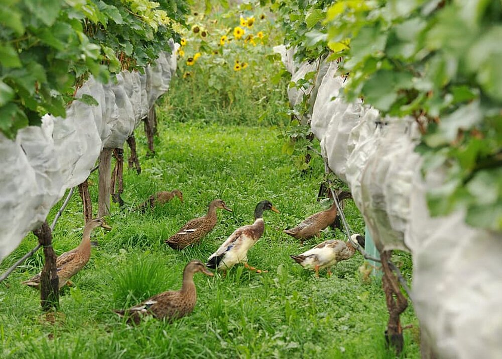 Biologisch aus der Vergangenheit in die Zukunft
