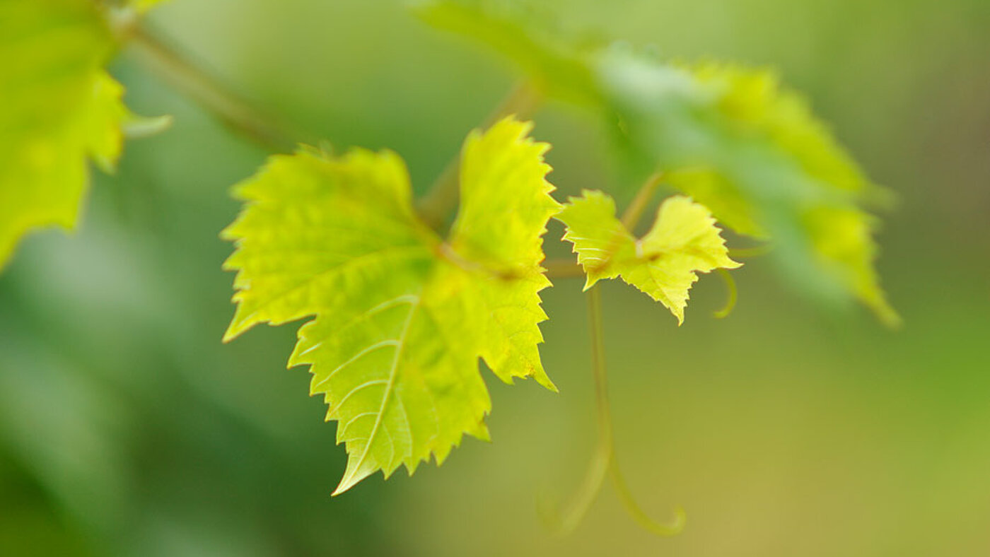 Ferienwohnungen am Weingut