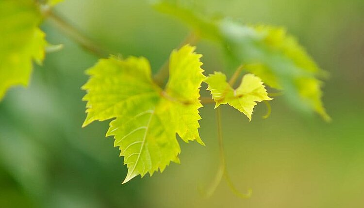 Biologisch aus der Vergangenheit in die Zukunft