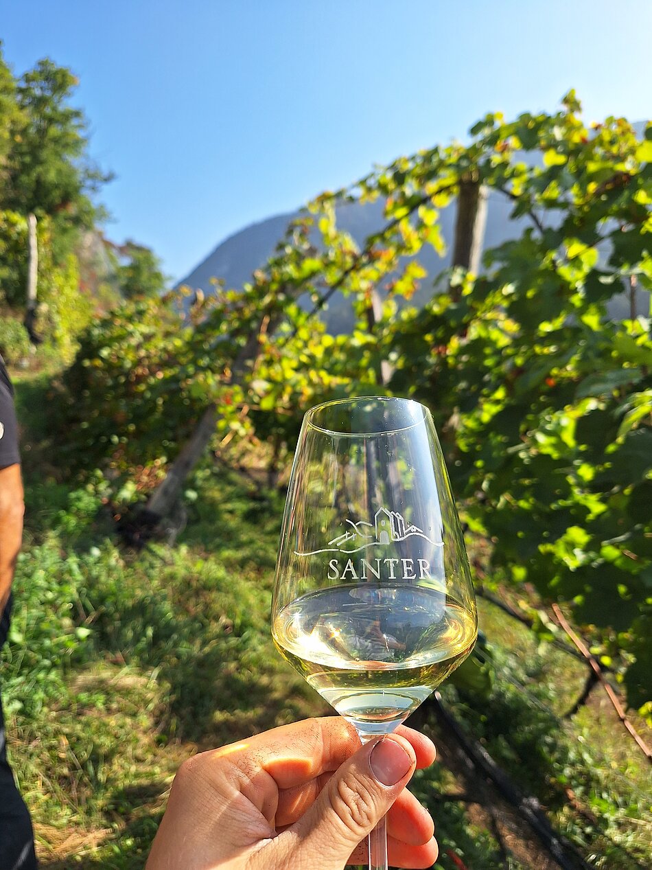 Weingut & Weine Weingut & Weine