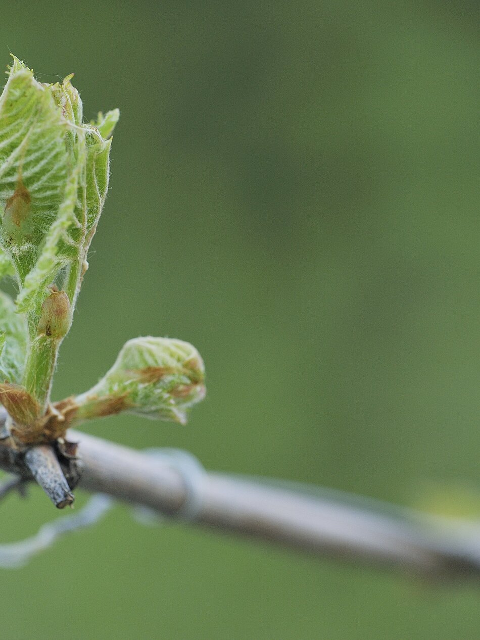Wein-Apartments Wein-Apartments