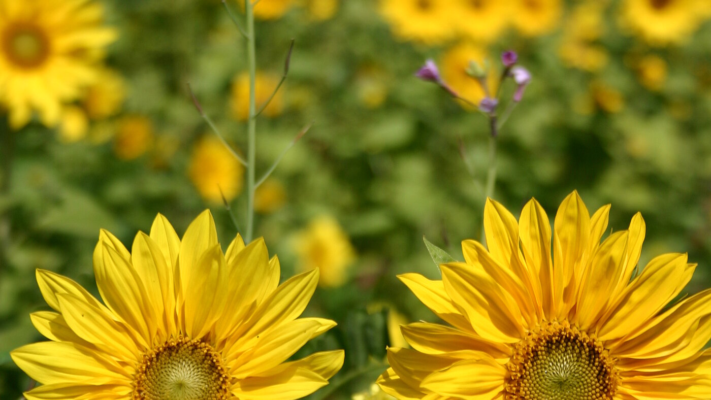 Ferienwohnungen am Weingut