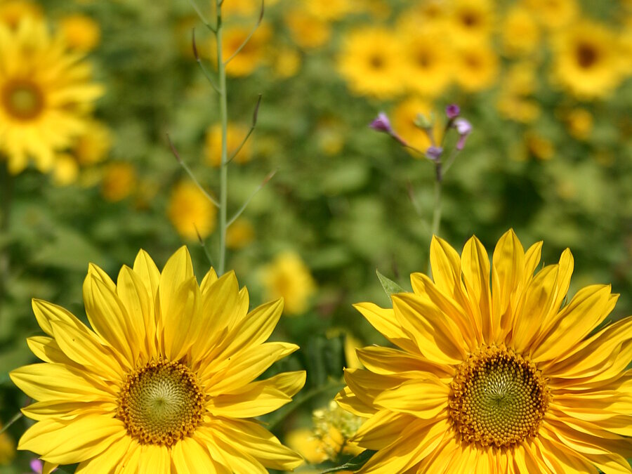 Ferienwohnungen am Weingut
