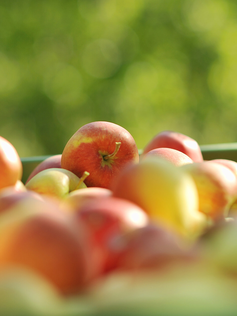 Wein-Apartments Wein-Apartments
